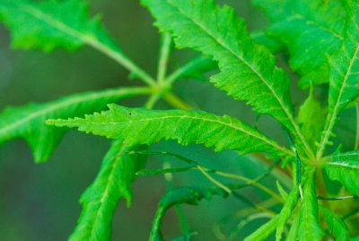 Aesculus hippocastanum 'Laciniata' - jírovec maďal (40) - list